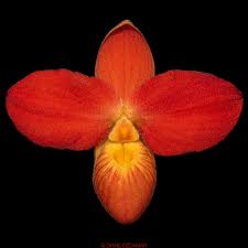 Image result for Polystachya concreta (red-flowered form)