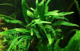 Tipe data karakter, contoh z. Java Fern Aquascapers
