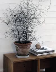 Corokia Cotoneaster Plant Decor Indoor Cactus House Plants Flower Garden Plants