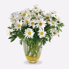 Check spelling or type a new query. Beautiful Daisies Bouquets Delivered In Nyc Satisfaction Guaranteed