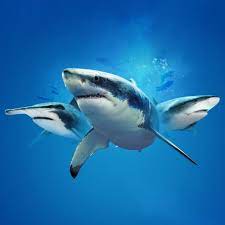 When is shark week this year 2021. Shark Week 2021 Starts July 11 The Latest Shark Week News On Discovery Discovery