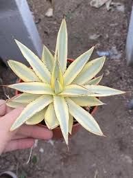 Image result for Agavaceae