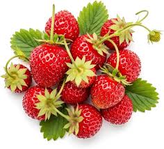 Image result for Fragaria vesca