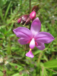 Using our local florists & flower shops. A Complete Tourism Guide Where To Stay What To Do Where To Dive News Culture Chat Weather Travel Info An Orchid Care Tropical Flowers Beautiful Flowers