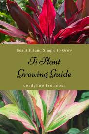 Ti is probably native to southeast asia and papua new guinea. Fake It Until You Make It Tropical Gardening The Ti Plant Crystal L Mccann Ti Plant Plants Tropical Landscaping