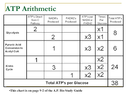 chemiosmosis adp atp concentration gradient potential