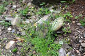 Image result for Schkuhria pinnata