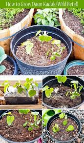 How To Grow Kaduk Wild Betel In Container Plants Creepers Plants Indoor Plants
