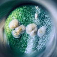 Image result for scale on plant