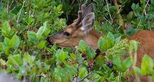 Bucks weigh between 200 and 300 pounds, while does although deer are usually quiet, you might hear does make barely audible mews and grunts to fawns. Do Deer Eat Fruits Bananas Apple Berries Oranges Pears Watermelon