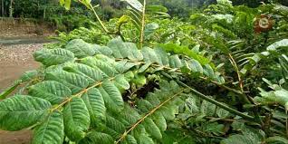 Obat eksim kering terbaik adalah hanya yang memadukan dari bahan bahan herbal, yaitu ace maxs. Daun Gelinggang Ampuh Mengatasi Jamur Kulit Begini Tips Nya