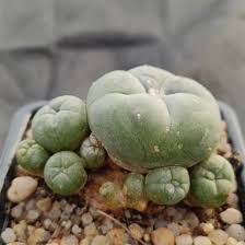 Image result for Loxodera caespitosa