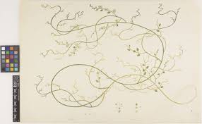 Image result for Cassytha pondoensis