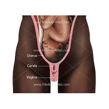 Check spelling or type a new query. Pregnancy Illustrations Visualisations Of The Human Gestation Period