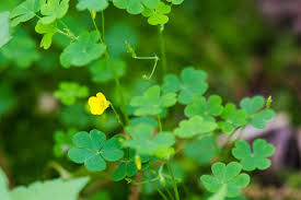 What does clover look like? Oxalis Dillenii Wikipedia