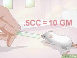 Maybe you would like to learn more about one of these? 3 Ways To Save A Baby Wild Mouse Wikihow