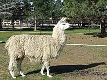 The next day, they set off on their camels again. Llama Wikipedia