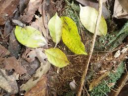 Image result for Trilepisium