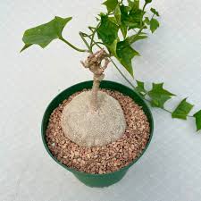 Image result for Gerrardanthus lobatus