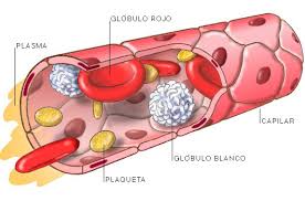 Serologia Demedicina Com