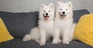 Check spelling or type a new query. Samoyed Dog Breed Information Grooming Adopting Temperament