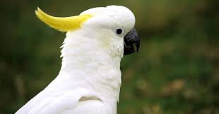 Image result for Australian Cockatoos