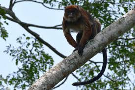 Image result for Viscum congolense