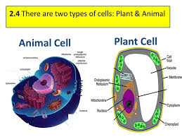The plant cell can also be larger than the animal cell. Unit 2 Cell Biology 2 1 Cell Theory Ppt Video Online Download
