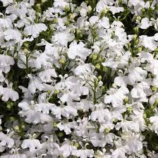 Image result for Lobelia goetzei