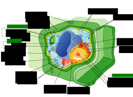 Maybe you would like to learn more about one of these? File Plant Cell Structure Kn Svg Wikimedia Commons