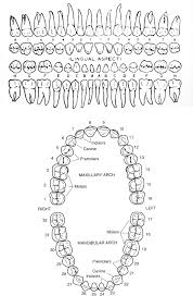 Human Teeth Diagram Dental Hygiene Student Dental Teeth
