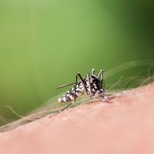 Piqure moustique comment ça marrche ? Piqure De Moustique Tigre Comment Reagir