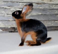 Black And White Spotted Rabbit Breeds American Tan Rabbits Come In Four Varieties Colors Black Blue Chocolate And Lilac Not Only Are Tans Beautiful Ra Rabbit Breeds Pet Rabbit Care Pet Rabbit