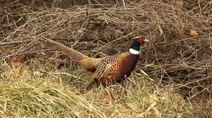 Our search our listings for properties with rivers or creeks, mountain views, nearby skiing and more. Ny Offers Pheasants For Sponsored Hunts Morning Ag Clips
