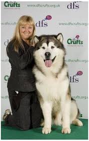 Choose a name that's easy to pronounce and something your pup will. Dfs Crufts 2011 Alaskan Malamute Best Of Breed Alaskan Malamute Giant Big Dogs Alaskanmalamutegiantbigdogs 13 In 2021 Alaskan Malamute Malamute Puppies Malamute