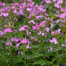 Image result for Cleome elegantissima