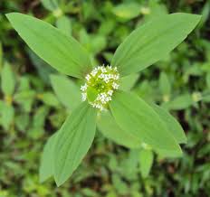 Image result for Spermacoce sphaerostigma