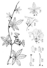 Image result for Ipomoea fulvicaulis