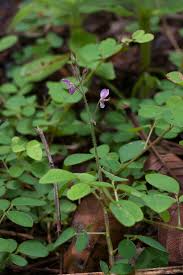 Image result for Grona adscendens