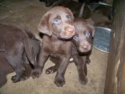 Dad is a pure bred lab retriever mum is a goldador retriever both are fantastic. Labrador Retriever Puppies In Texas