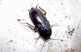 American cockroaches are a host organism for at least 33 kinds of bacteria, as well as several if that isn't enough to make your skin crawl, consider this: Pest Identification Common Insects And Pests Found In Md Dc And Va