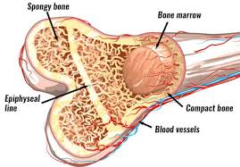 Anatomy of a long bone anna s anatomy websit. Bone Structure Anatomy Explained What Is Bone Marrow