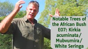 Image result for Kirkia acuminata