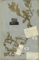 Image result for Sphaeranthus gazaensis