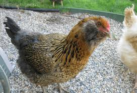 Blue ameraucana fancy chickens, chickens and roosters, pet chickens,. Araucana Ameraucana Or Easter Egger What S The Difference