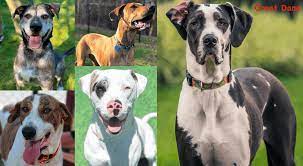 A great dane lab mix puppy costs around $250 to $550. Top 21 Incredible Great Dane Mixes That Make Great Large Companions K9deb Com
