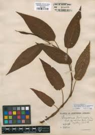 Image result for Persicaria madagascariensis