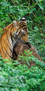 A tiger with an elephant calf kill ...