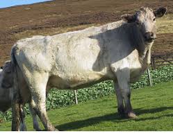 Yet despite its simplicity, it is one of the most powerful tools in your herd management toolbox. Nadis National Animal Disease Information Service