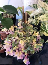 The callisia repens plant is a trailing plant with an overall height of between 4 and 12 inches and long, creeping low growing stems which stretch up to watering and feeding callisia repens. Help How Can I Keep My Callisia Pink Plantclinic